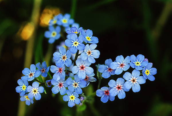 Forget-Me-Not