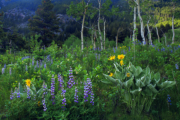 Lupine-and-Balsam