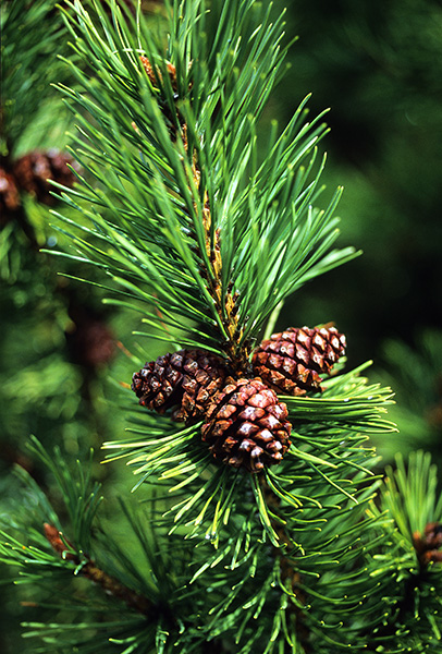 Pine-Cones